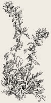 plants