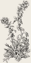 plants